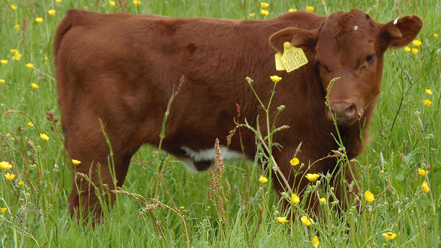 A beef shorthorn cow in a field