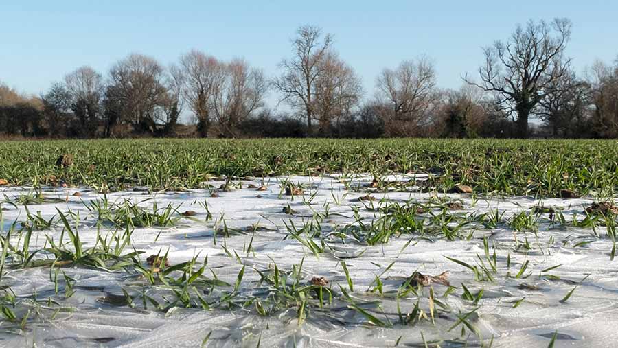 Ice on wheat crop