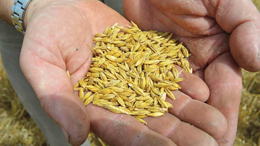 Hand holding grains of barley