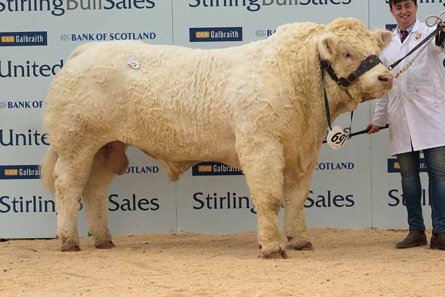 Charolais bull