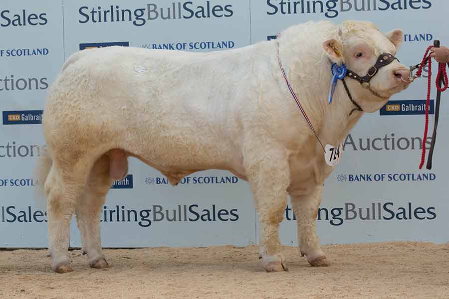 Charolais bull