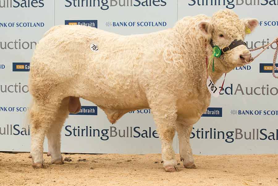 Charolais bull