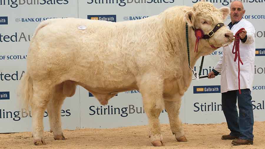 Charolais bull