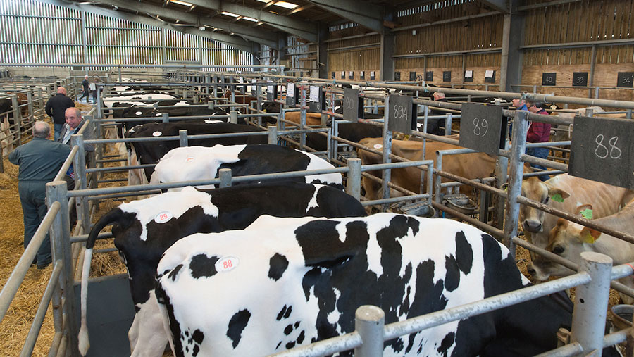 Dairy cows at a monthly sale