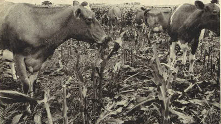 Dairy cows grazing maize in 1976