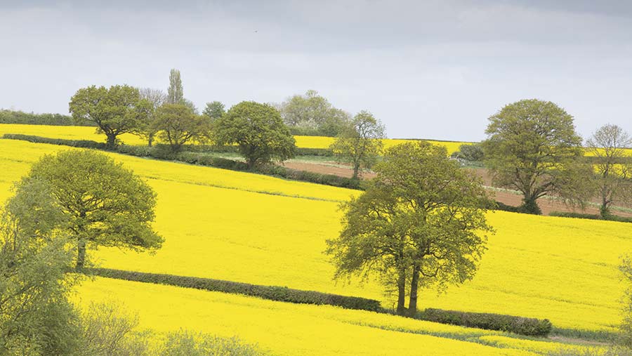 oilseed rape