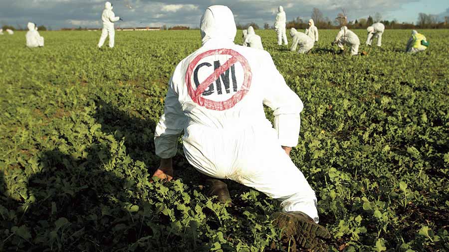 GM crops