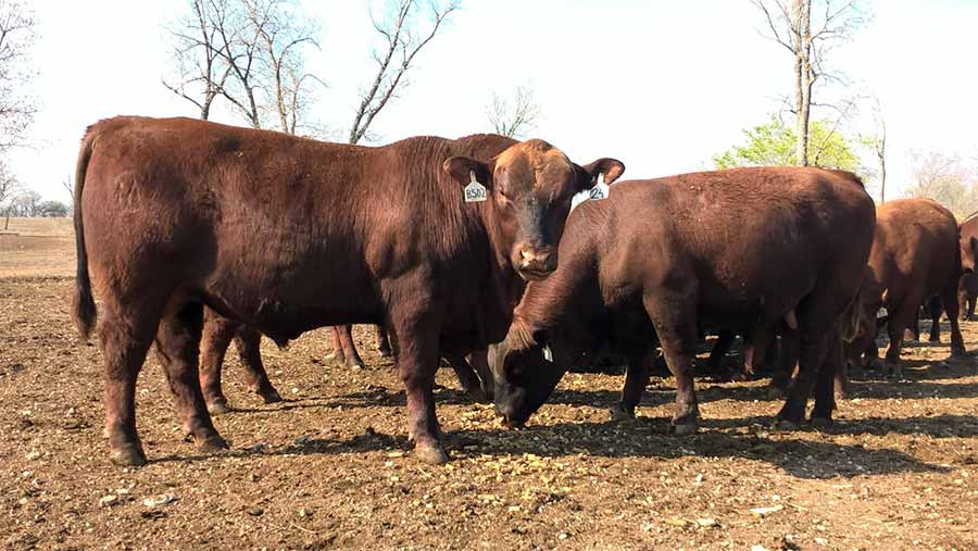 Bulls on a ranch