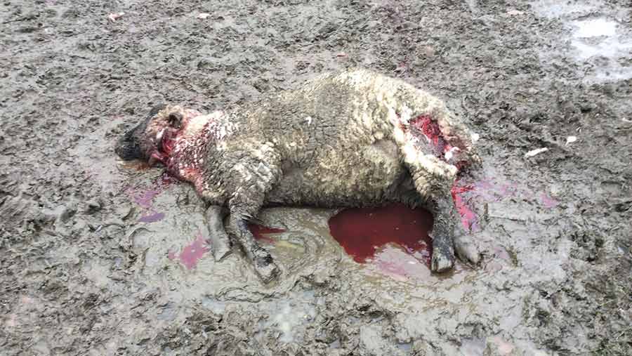 A sheep lies dead in a field