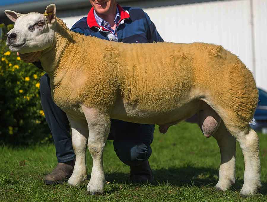 texel 32000gns