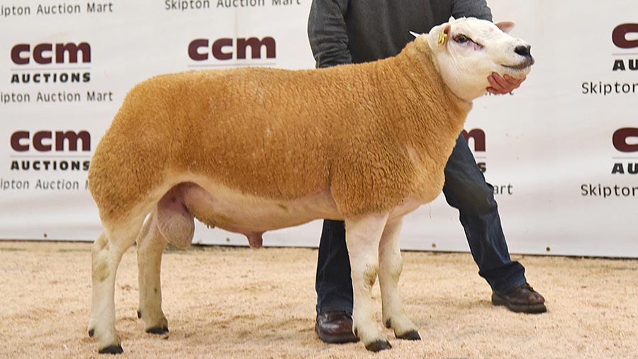 David Towell Mppr Top flock