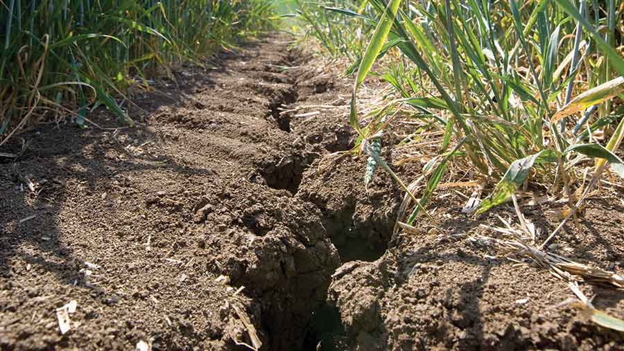 Drought-hit crops and soil