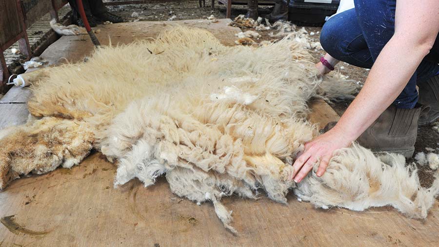 Picture and video guide: How to roll a fleece correctly - Farmers