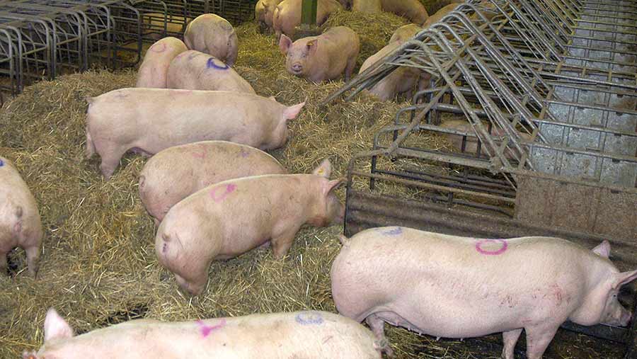 Sows on straw bedding