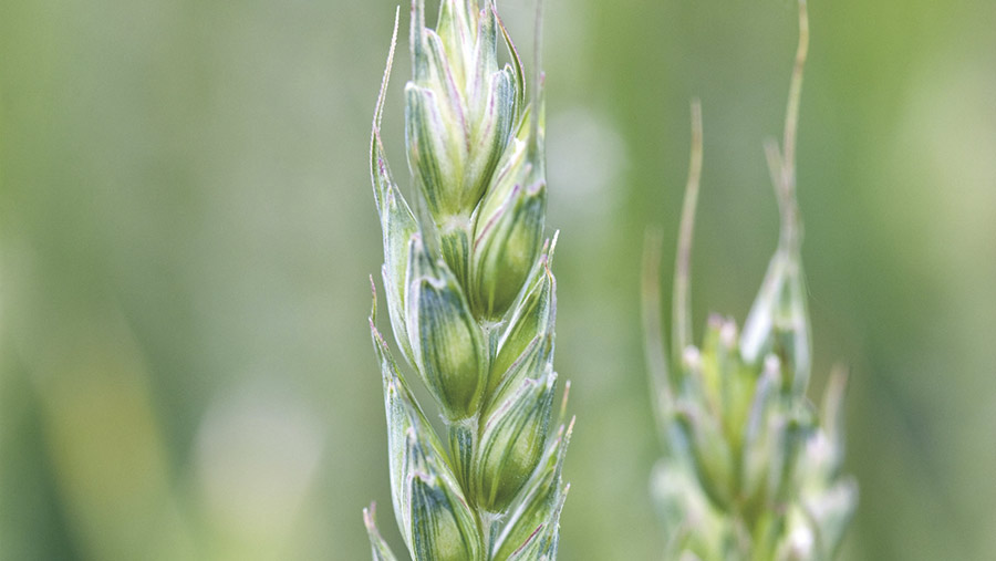 wheat ear