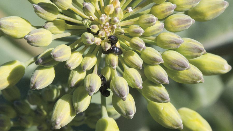 Pollen beetles on OSR plant