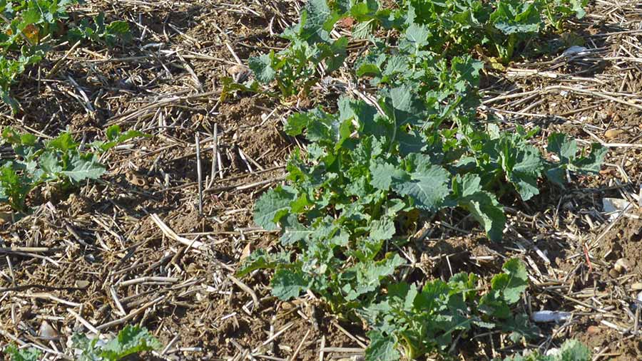 A crop of oilseed rape