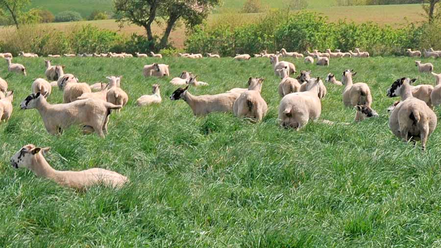 Sheep in a field