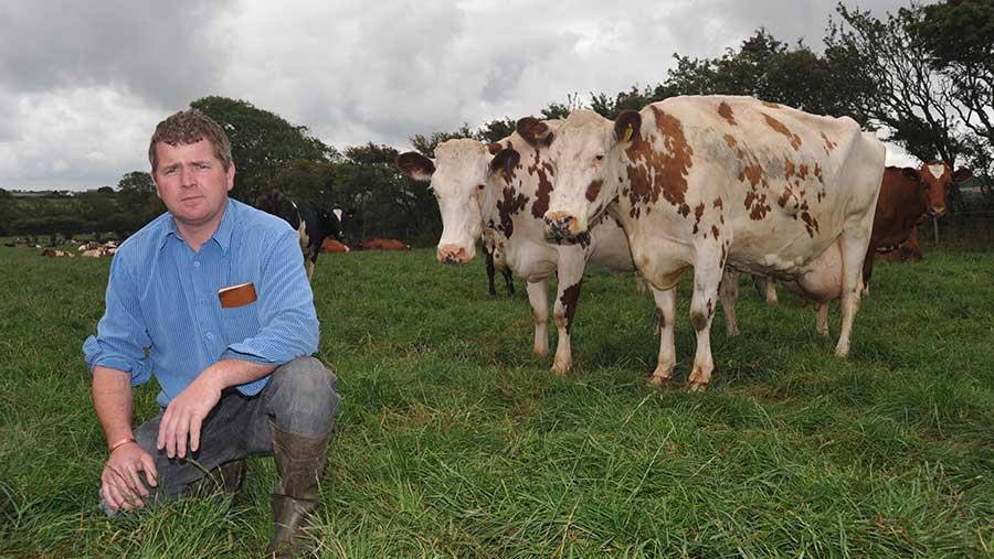 Philip Reed squats in a field with two cows