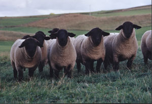 sheep suffolk gene markers test breeders some