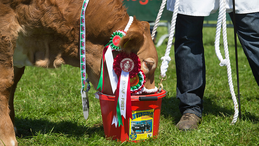 Cow drinking water at the Royal Welsh Show