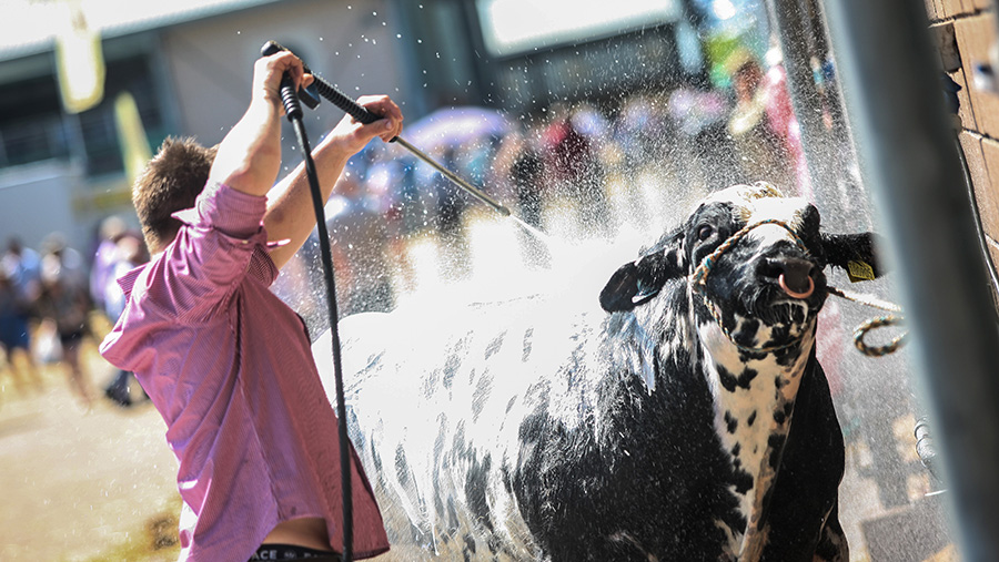 Cow gets a soaking at Royal Welsh Show