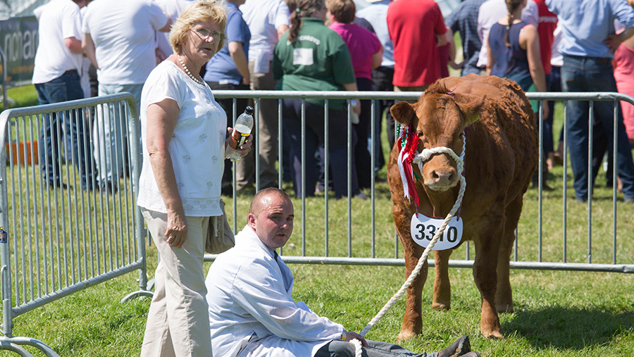 Man sits down at Royal Welsh Show with cow