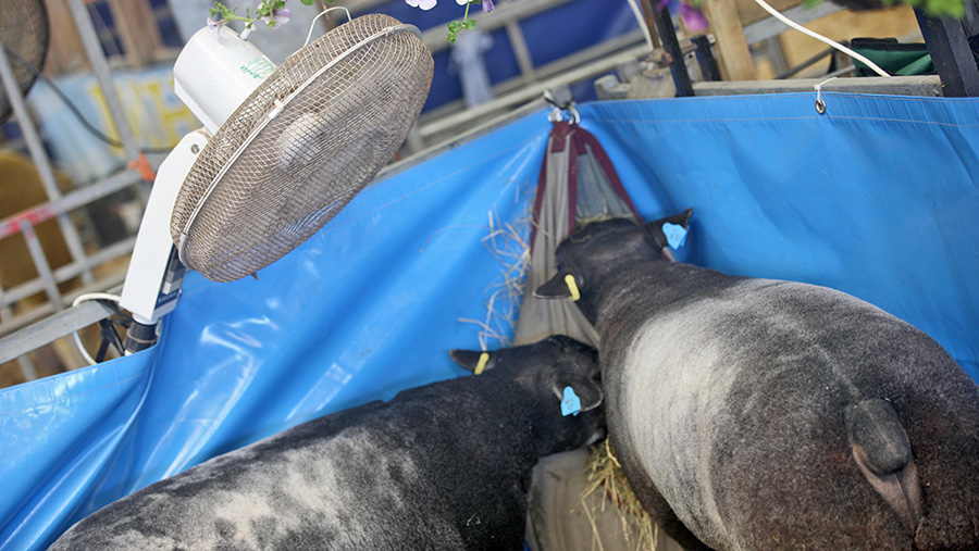 Sheep and a fan at the Royal Welsh Show