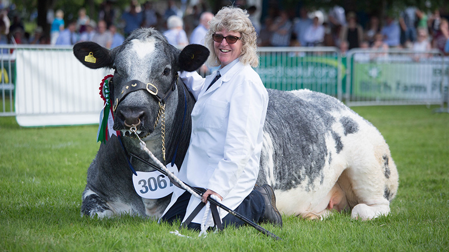 Woman sits down with cow at Royal Welsh Show