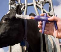 Bluetongue Victim Urges Vaccination Farmers Weekly