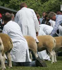 Wales YFC logo to appear on Sainsbury's lamb - Farmers Weekly