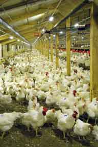 Lighting helps lift broiler breeder performance - Farmers Weekly