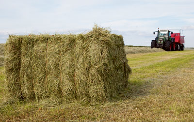 Standing hay crop provides good feed source for dry cows - Farmers Weekly