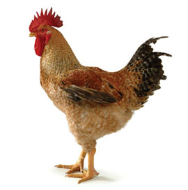 Unlocking the genetic potential of chicken - Farmers Weekly