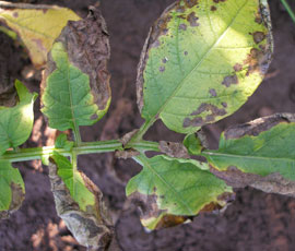 Twin-track approach to control alternaria - Farmers Weekly