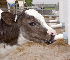 Trials show benefit of whey-based calf milk replacer - Farmers Weekly