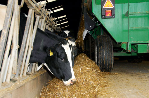 Producers warned over straw feed - Farmers Weekly