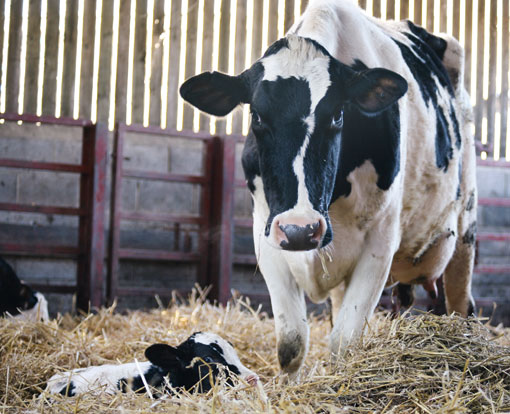 Specialist Diets Help Limit Post-calving Problems - Farmers Weekly