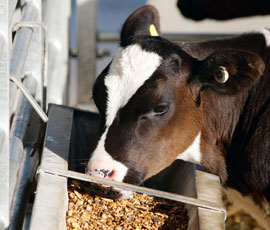 Weaning: Get it right to avoid calf distruption - Farmers Weekly