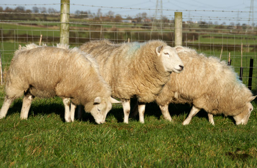 What makes early lambing success? - Farmers Weekly