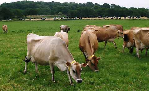 Cheese producers urged to focus on breed for carbon reduction - Farmers ...