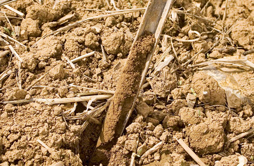 Guidelines bring clarity to soil N testing debate - Farmers Weekly