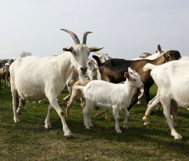 Goat producers reminded of disbudding rules - Farmers Weekly