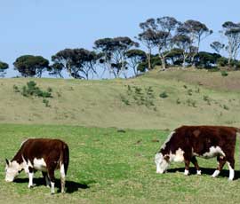 New Zealand dairy industry dwarfs our own - Farmers Weekly