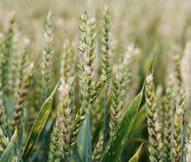 Boost fusarium fungicide control - Farmers Weekly