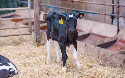 Insights into the latest dairy research - Farmers Weekly