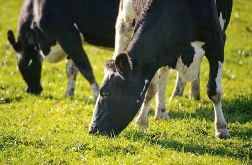 Boosting milk yield from grass - Farmers Weekly