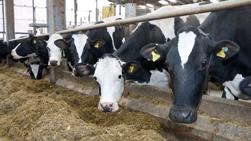 Dairy farmer confidence at three-year high - Farmers Weekly