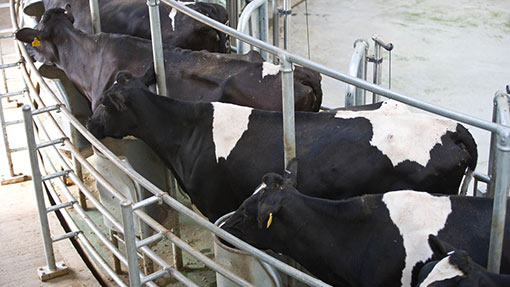 Large-scale dairies have 'key role to play' - Farmers Weekly