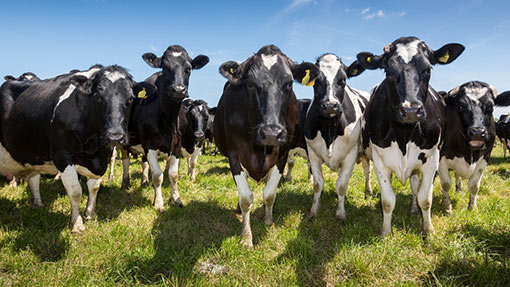 Welsh dairy farmers urged to have their say on industry future ...